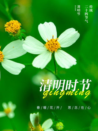 清明节封面菊花绿色摄影杂志风小红书