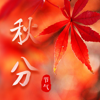 秋分节气 秋天 问候红色枫叶红色简约公众号次图