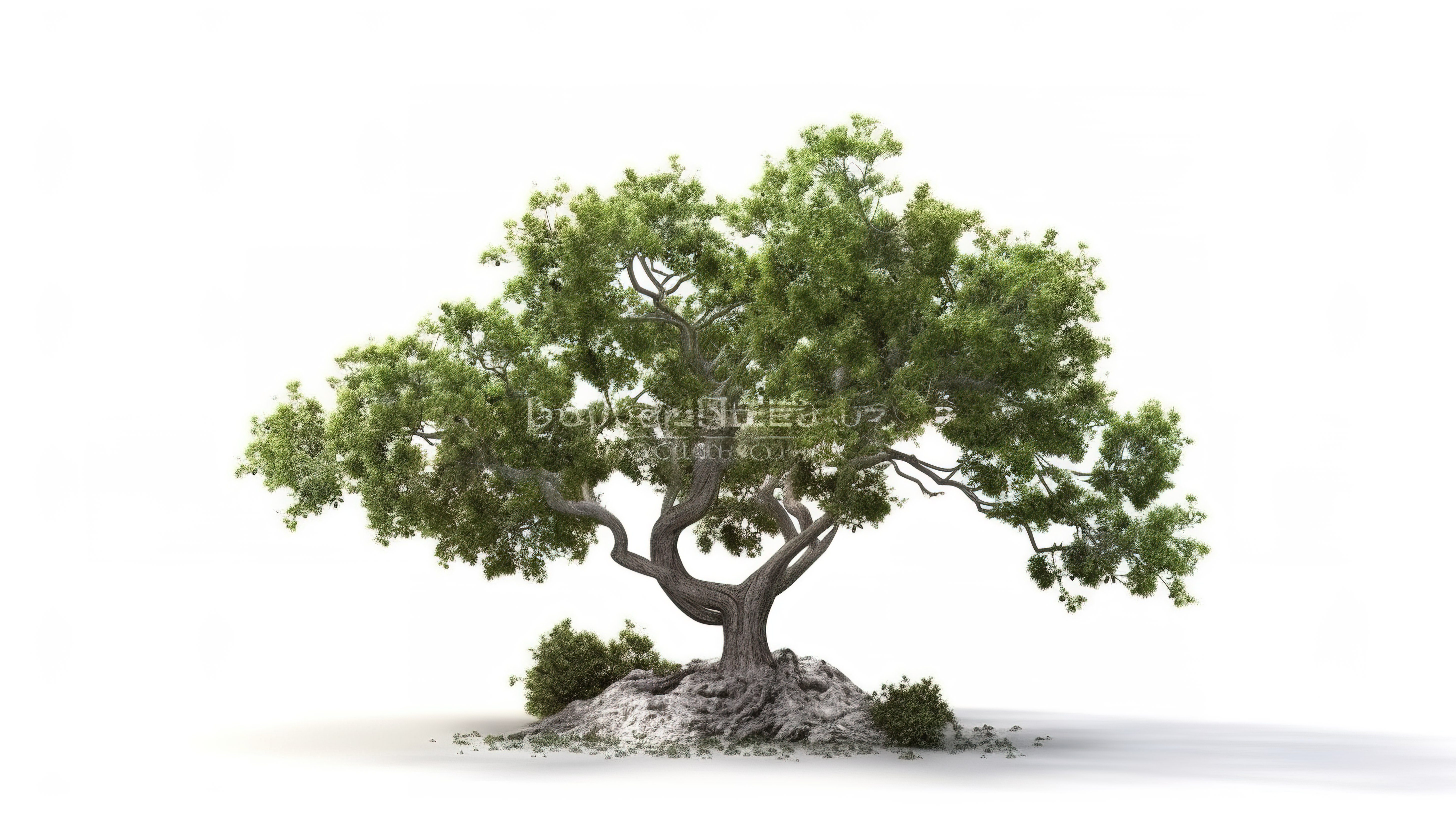 白色背景下 3d 渲染中的孤立树或植物图片