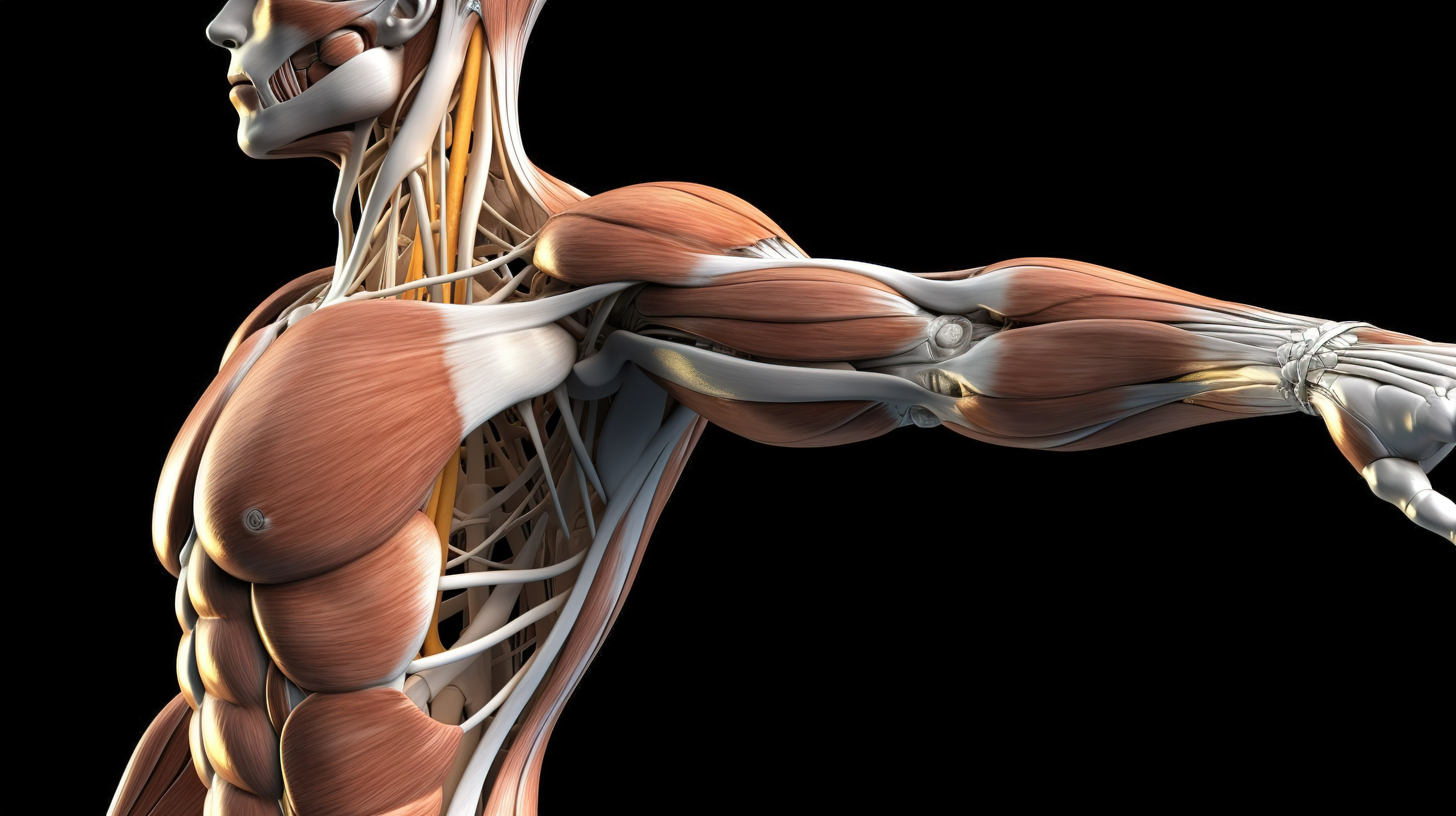 可视化 3D 医学人物屈曲伸展和过度伸展中的肩部运动图片