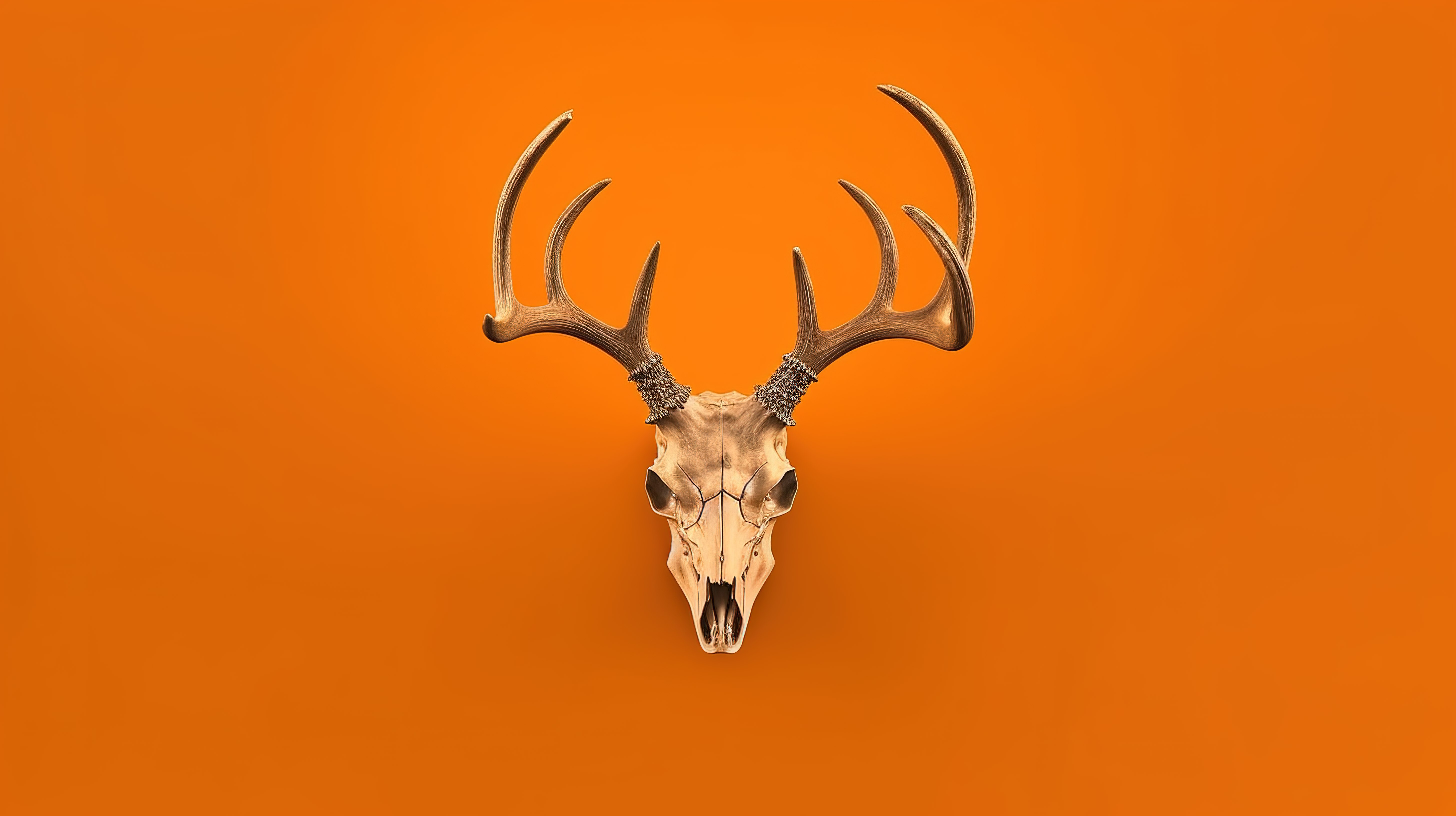 橙色背景下单色鹿头骨的 3d 渲染图片