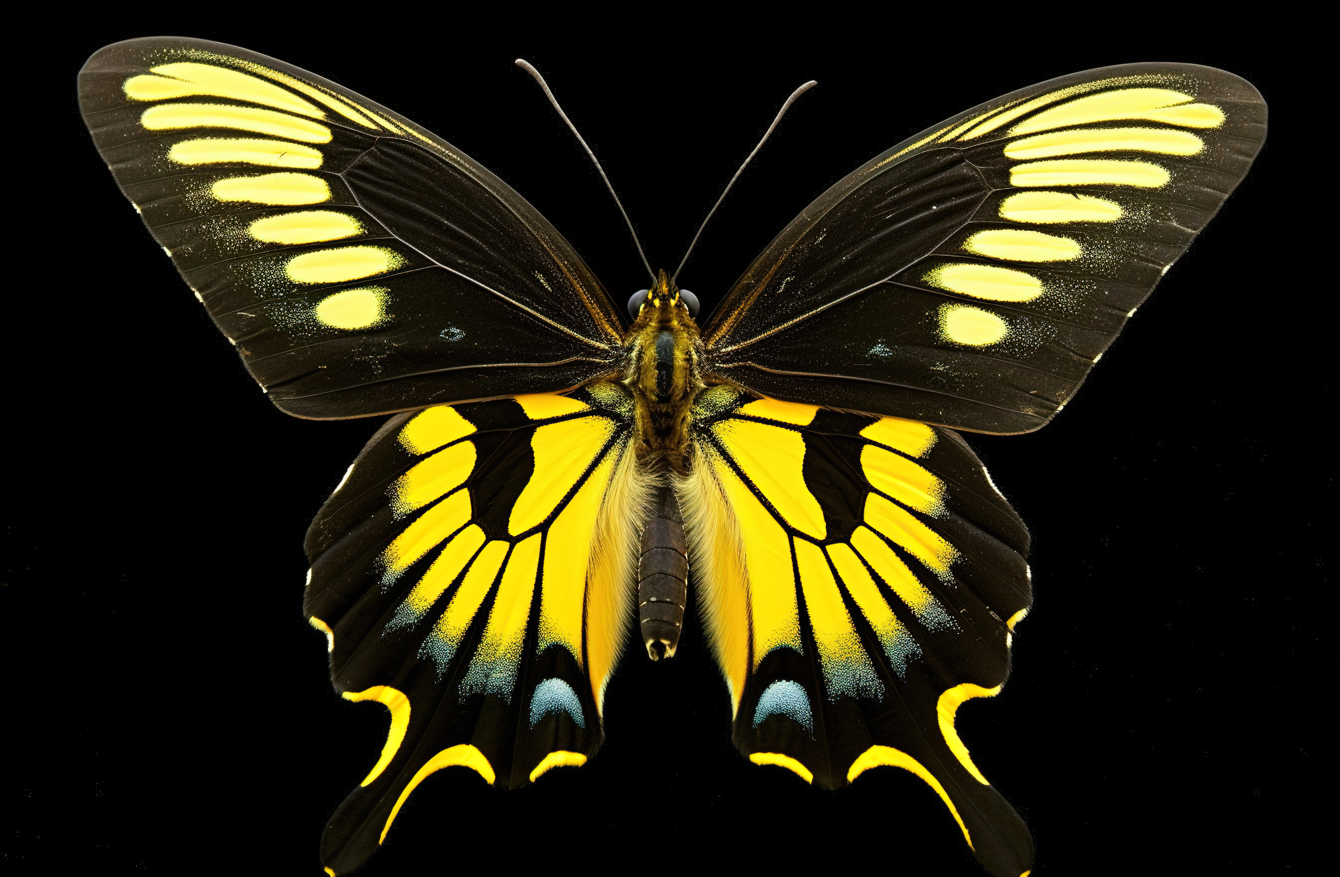 黑色和黄色的蝴蝶在白色背景前图片
