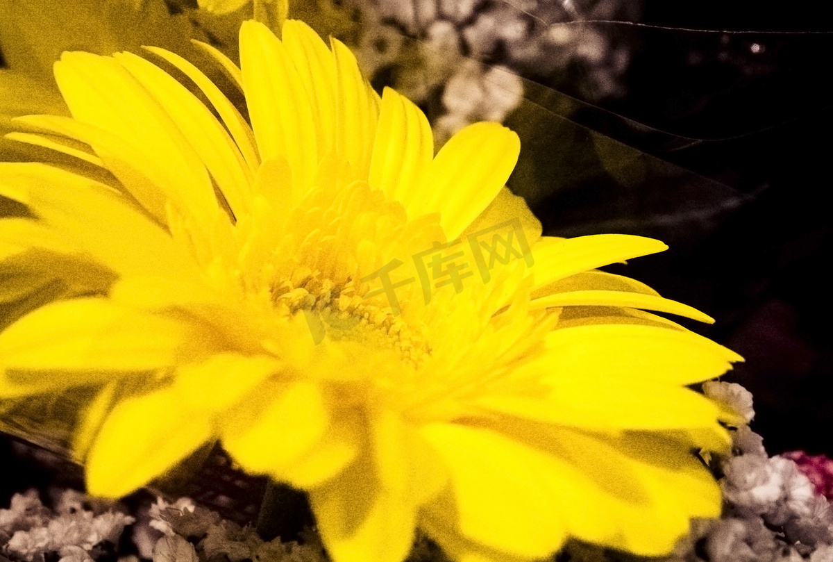 黄色菊花白色小花花束摄影图图片