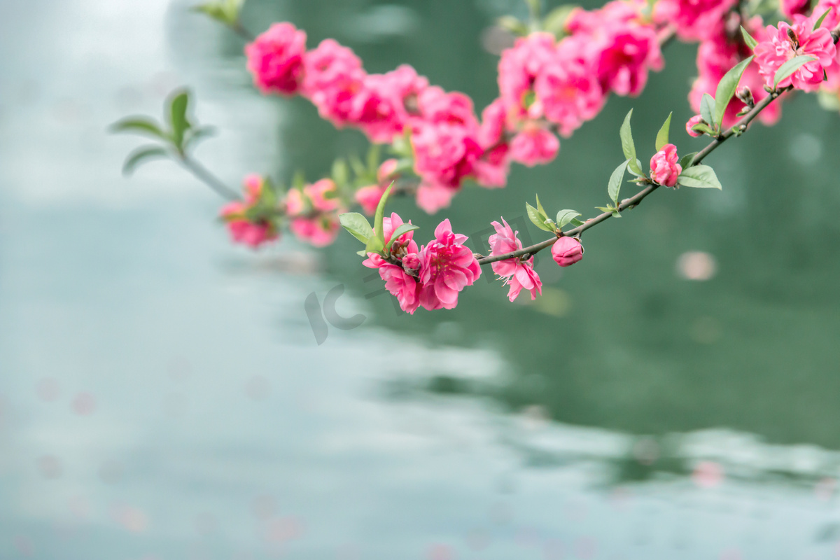 水边唯美桃花摄影图图片