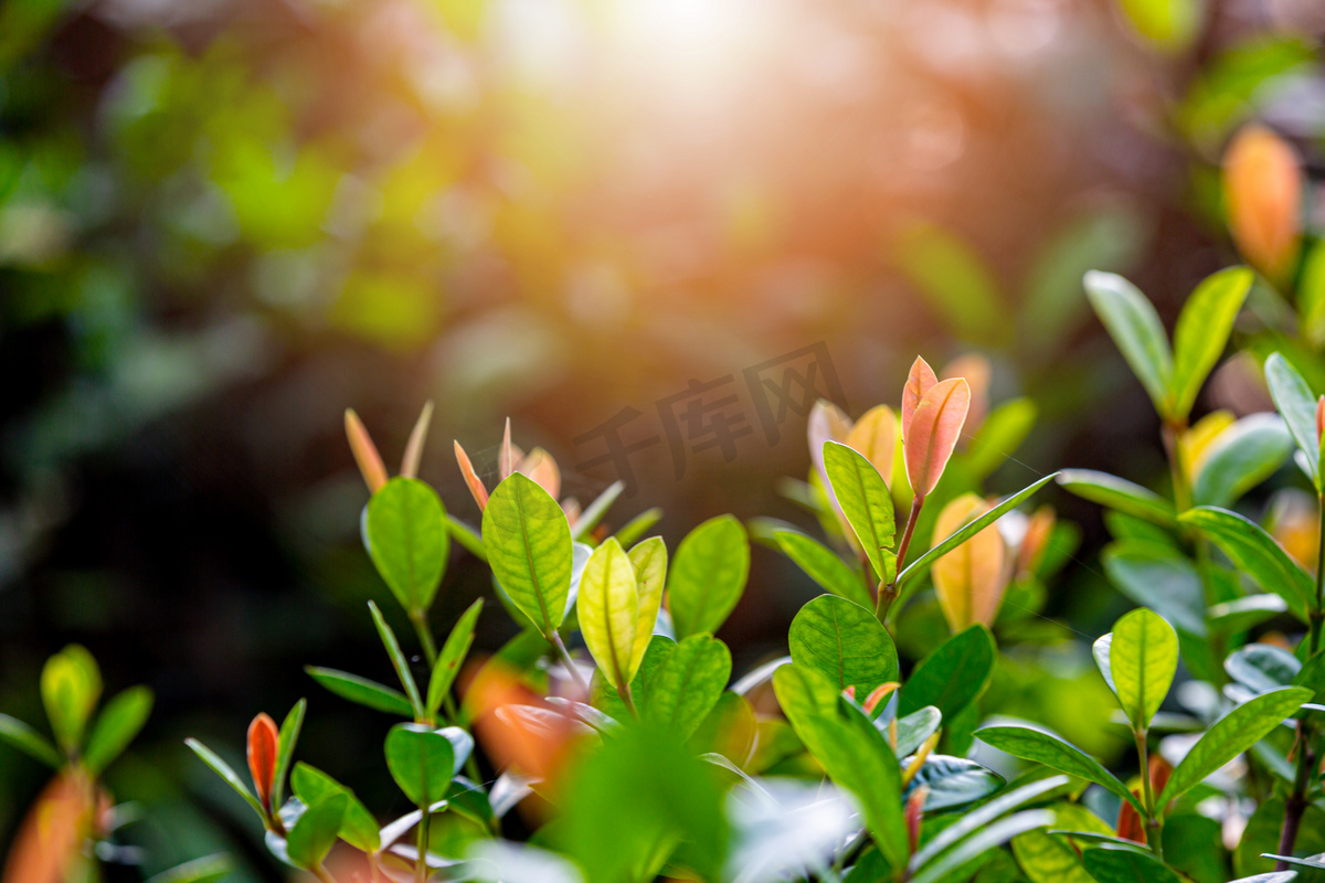 阳光下春天绿色植物摄影图图片
