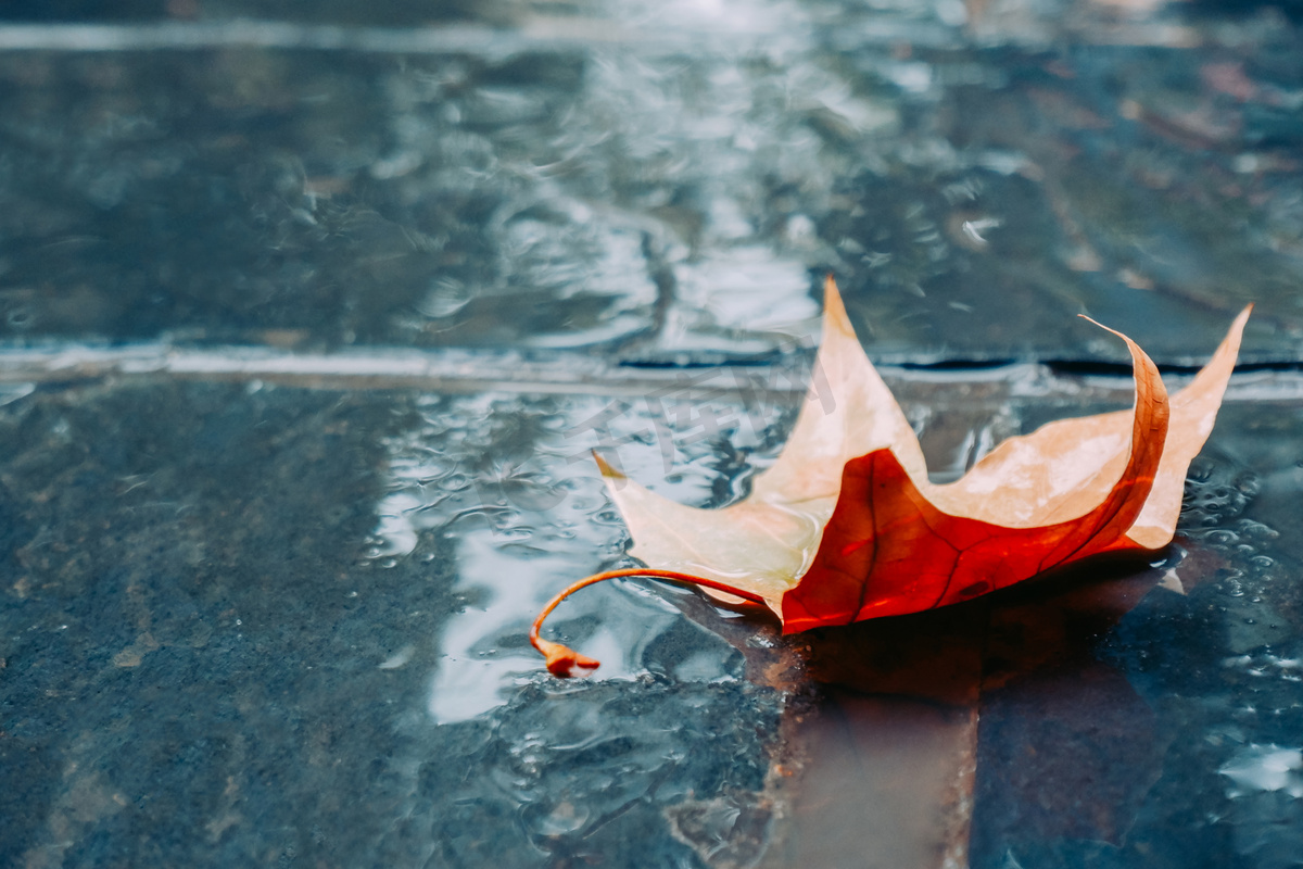 雨天落叶风景图图片