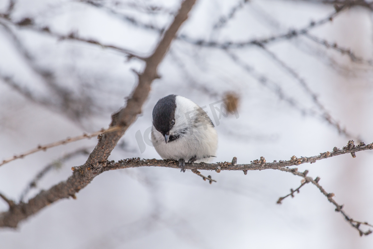 可爱雪地冬天黑头雀摄影图图片