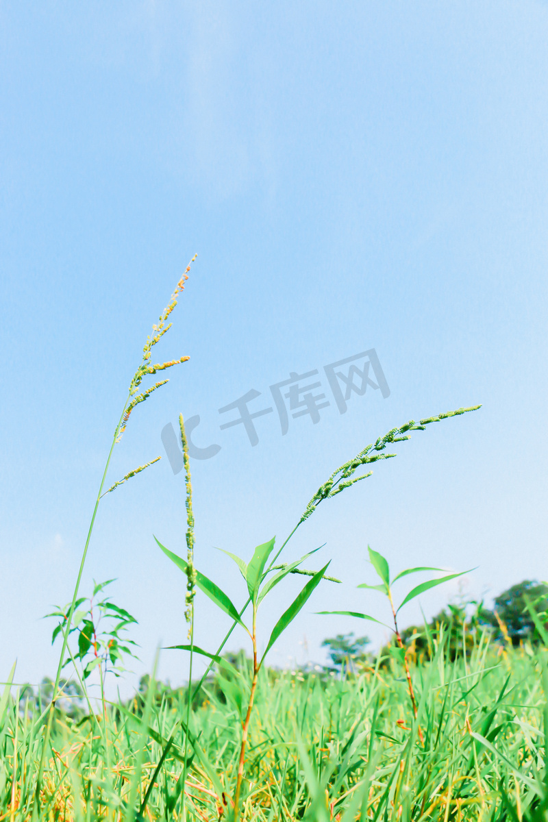  夏日清新小草背景摄影图图片