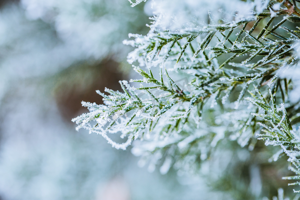 落满雪的松枝摄影图图片