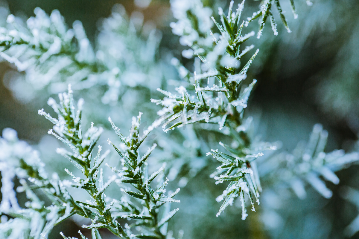 落满小雪的松枝特写图片