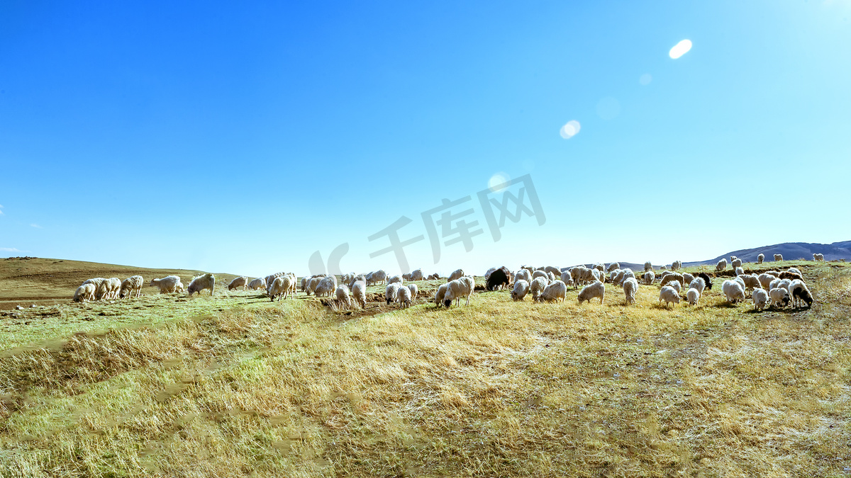 草原牧场上午羊群室外旅游摄影图配图图片