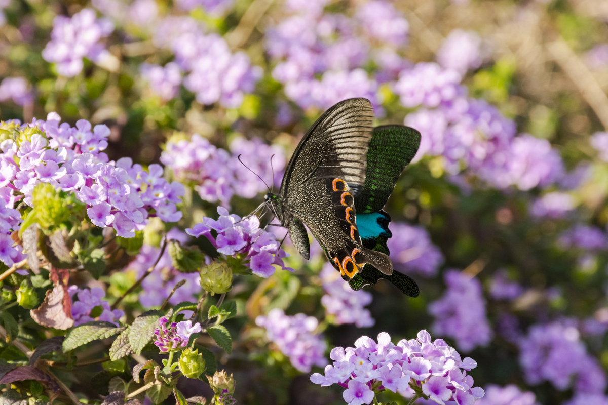 一只蝴蝶白天户外花丛中采蜜摄影图配图图片