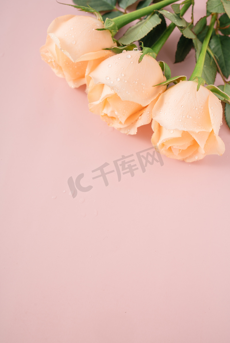 玫瑰花束38妇女节节日摄影图配图图片