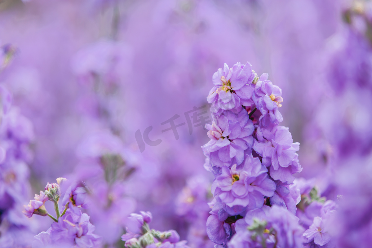 紫罗兰春季公园赏花摄影图配图图片