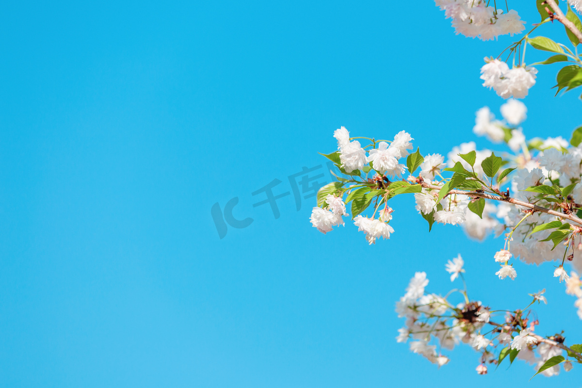 樱花海报春分花朵公园赏花摄影图配图图片