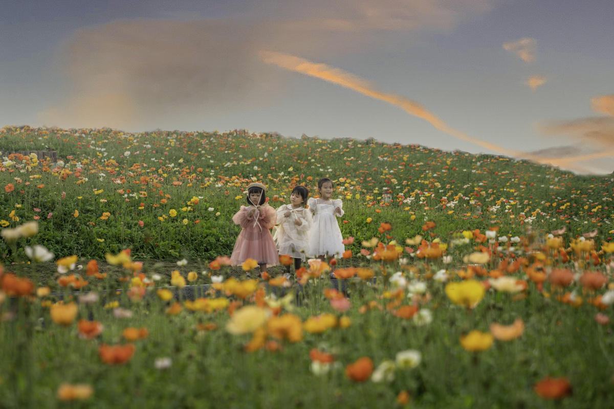 草原花海夕阳儿童女童小棉袄花海草原赏花摄影图配图图片