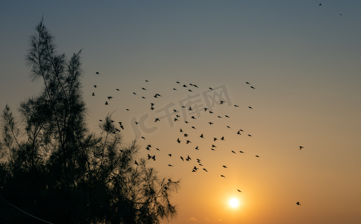 树边的一群鸟日落鸟树林飞摄影图配图图片