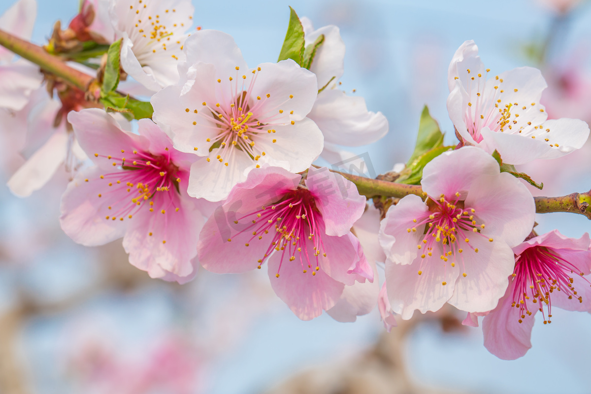 自然风景春天春季早上桃花户外盛开摄影图配图图片