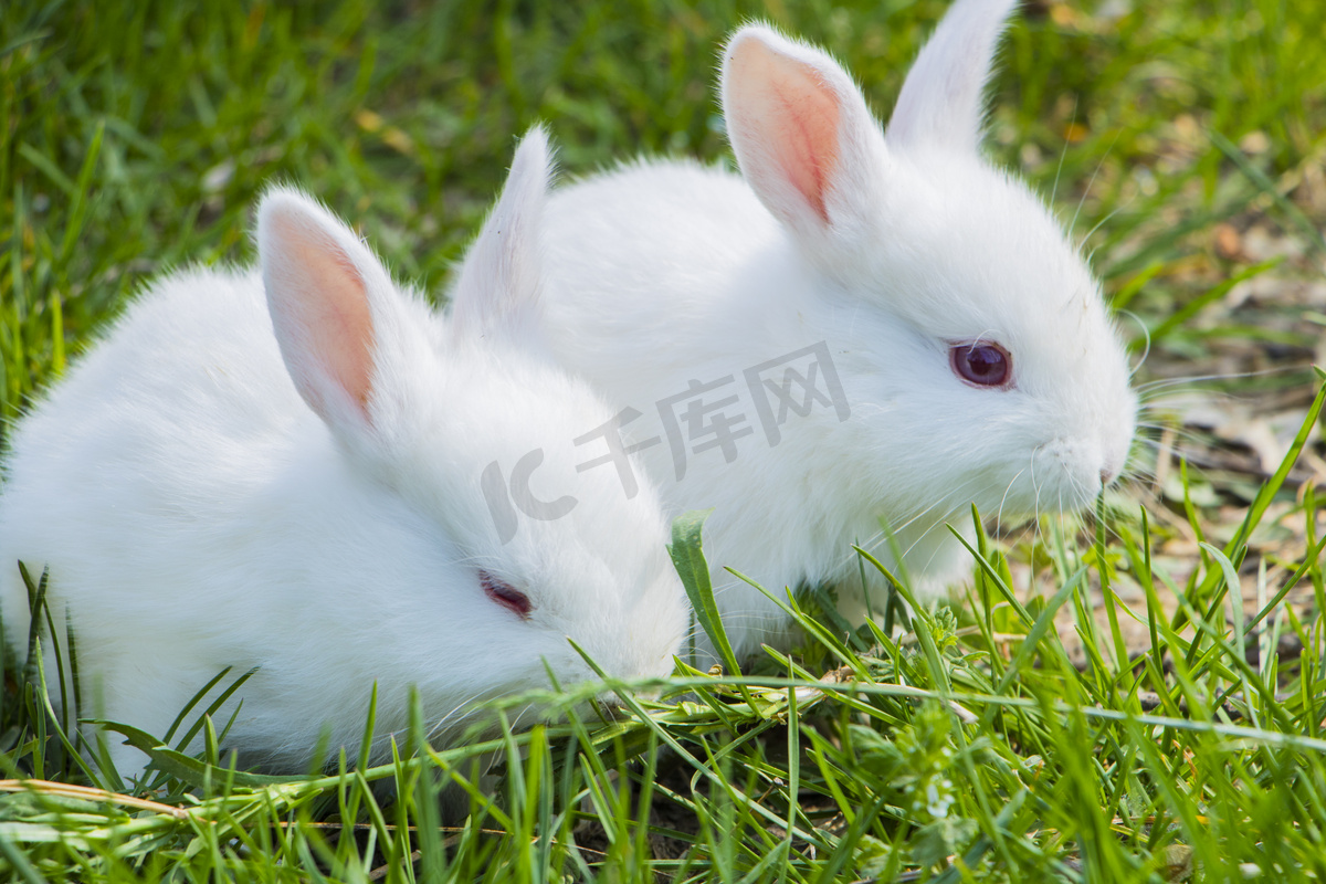 萌宠动物白天兔子室外抓拍摄影图配图图片