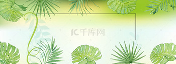 夏日上新清凉植物banner