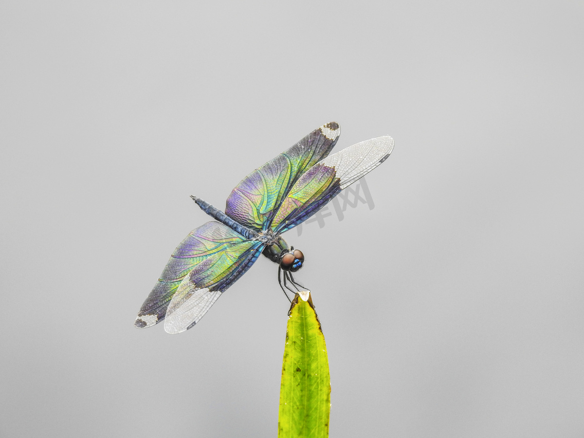 美丽蜻蜓春夏蜻蜓植物室外摄影图摄影图配图图片