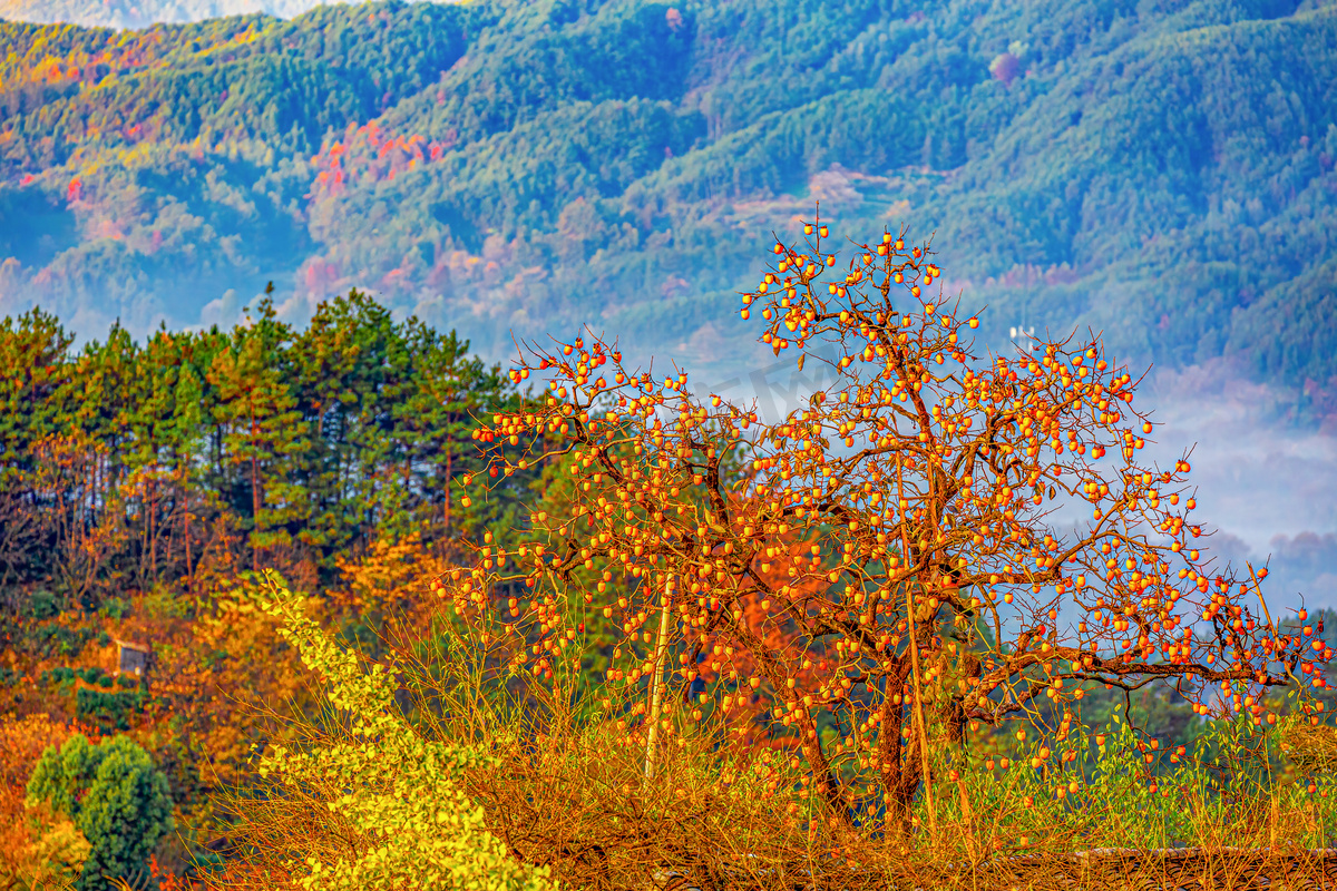 秋天风景早晨柿子山区摇动摄影图配图图片