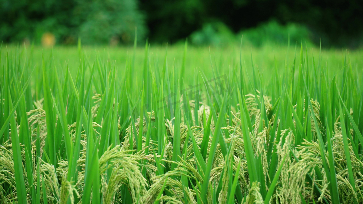 清晨风吹绿色稻谷麦浪农作物农村经济发展图片