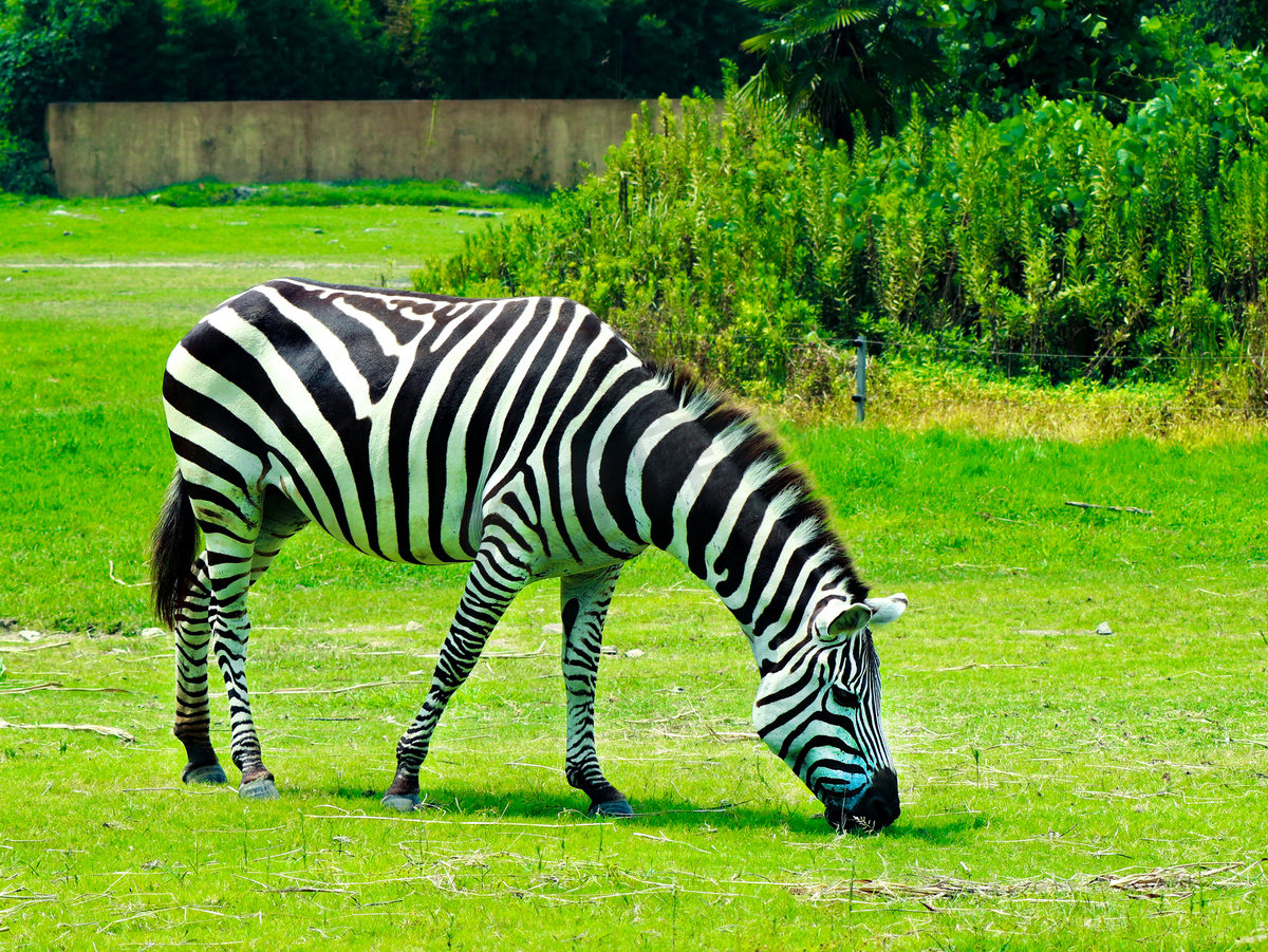 斑马草地动物世界白天斑马动物园草地吃草摄影图配图图片