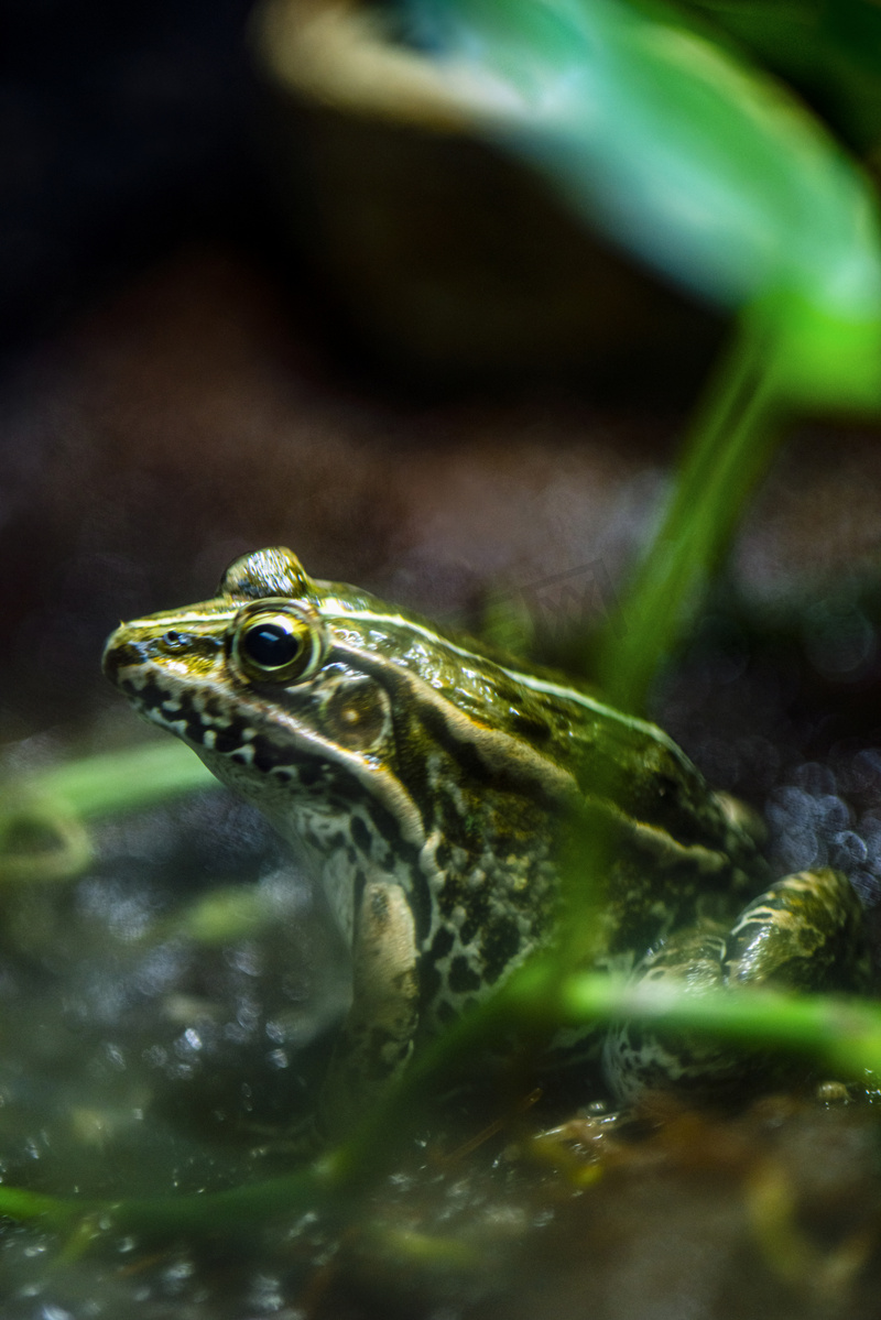 广州广州动物园一只青蛙在叶底下觅食摄影图配图图片
