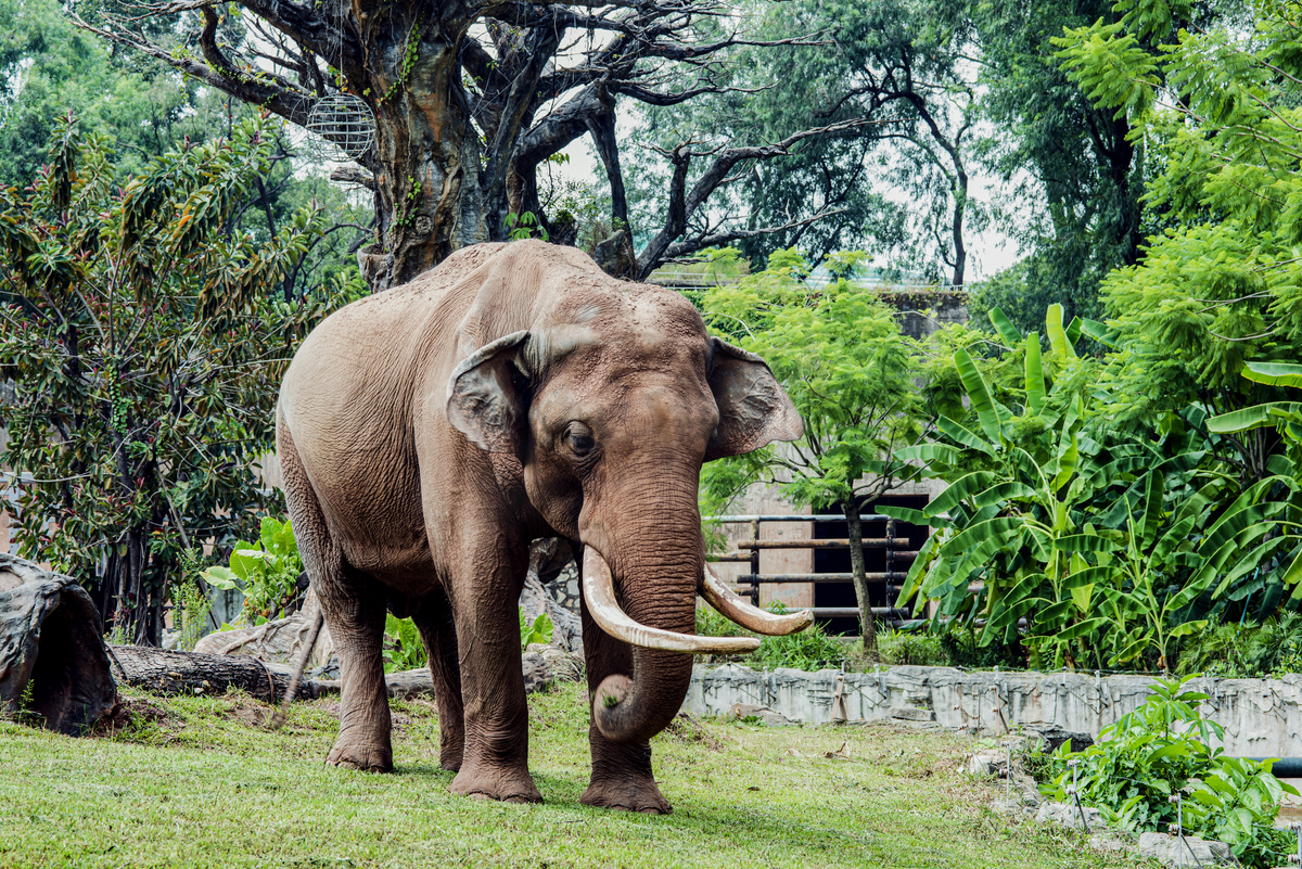 广州广州动物园一头大象在草地里觅食摄影图配图图片