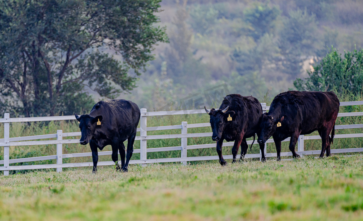 秋天牧场白昼三头黑牛户外拍摄摄影图配图图片