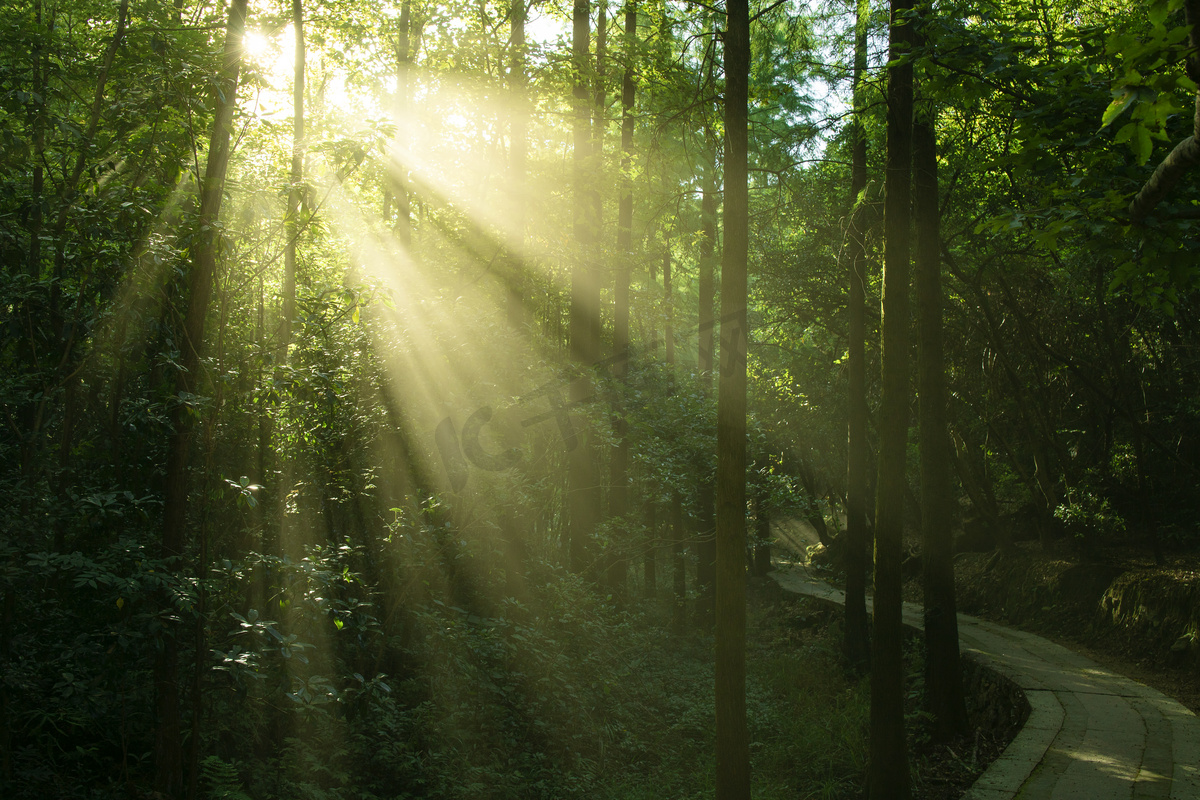 森林树林里的光束下午阳光树林无摄影图配图图片