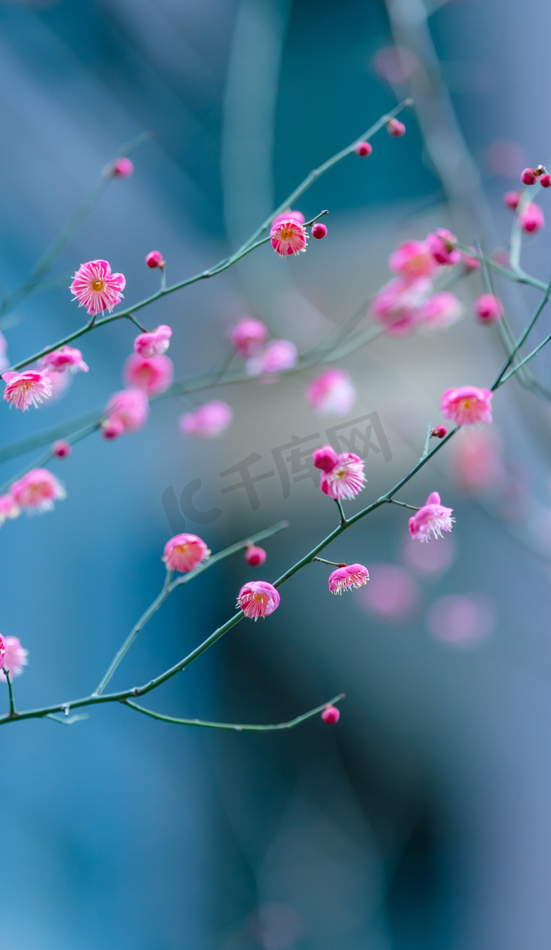 冬日自然风景唯美盛开的梅花摄影图配图图片