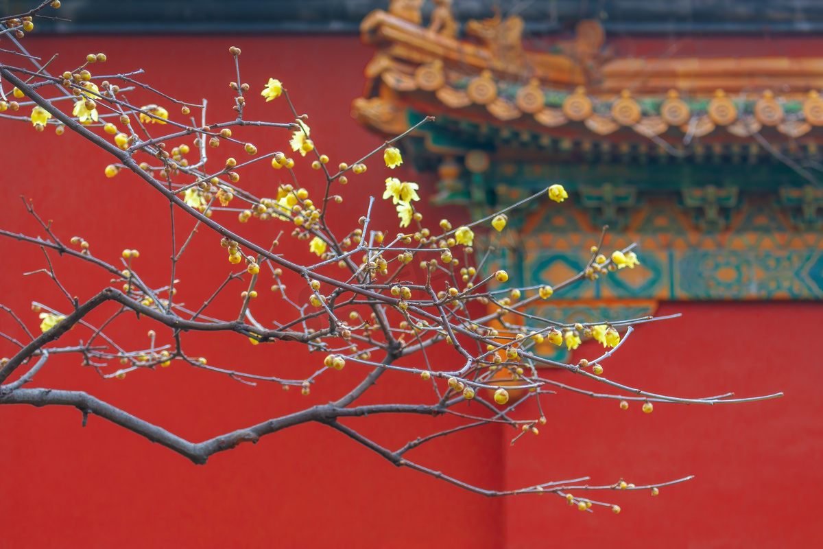 南京明孝陵红墙下的腊梅摄影图配图图片