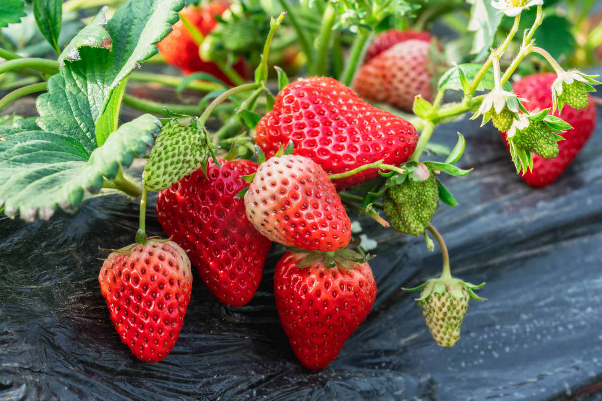 水果草莓白天奶油草莓田间水果摄影图配图图片