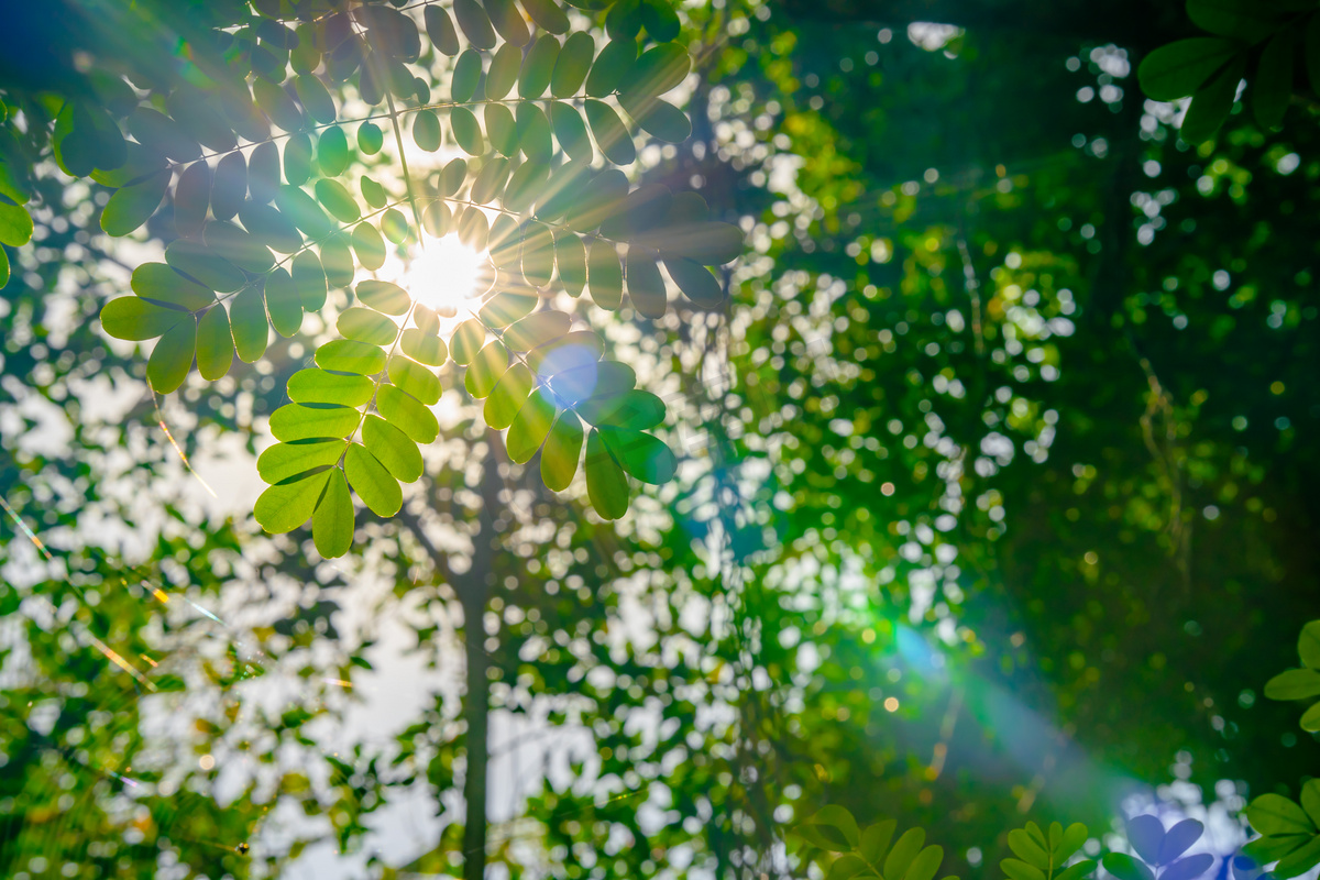 唯美阳光透过植物风光摄影图配图图片