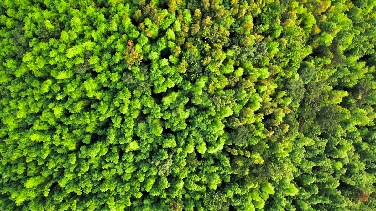 航拍江苏省南京市石塘竹海森林图片