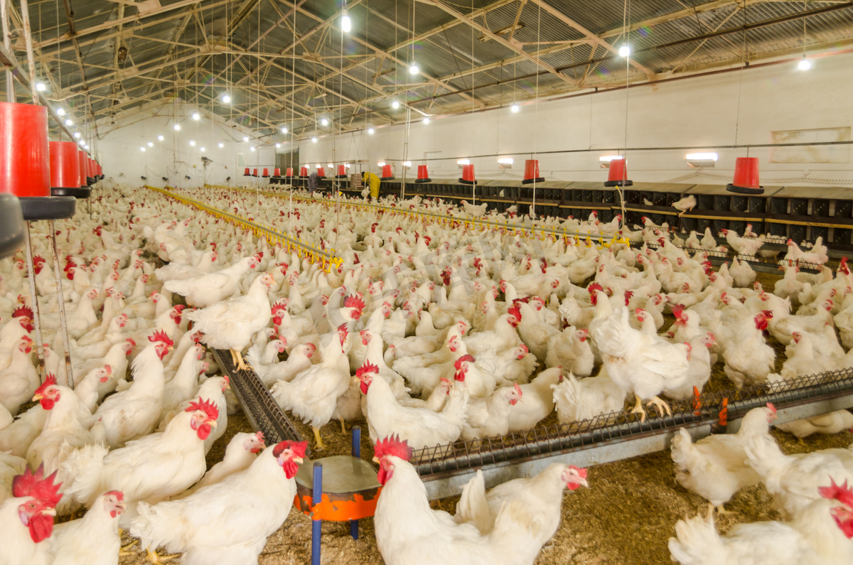 养鸡厂，生产的白色肉图片