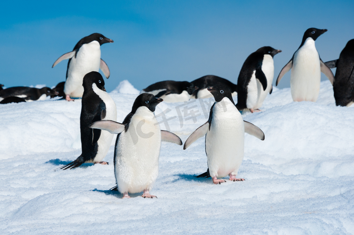 企鹅在南极海图片