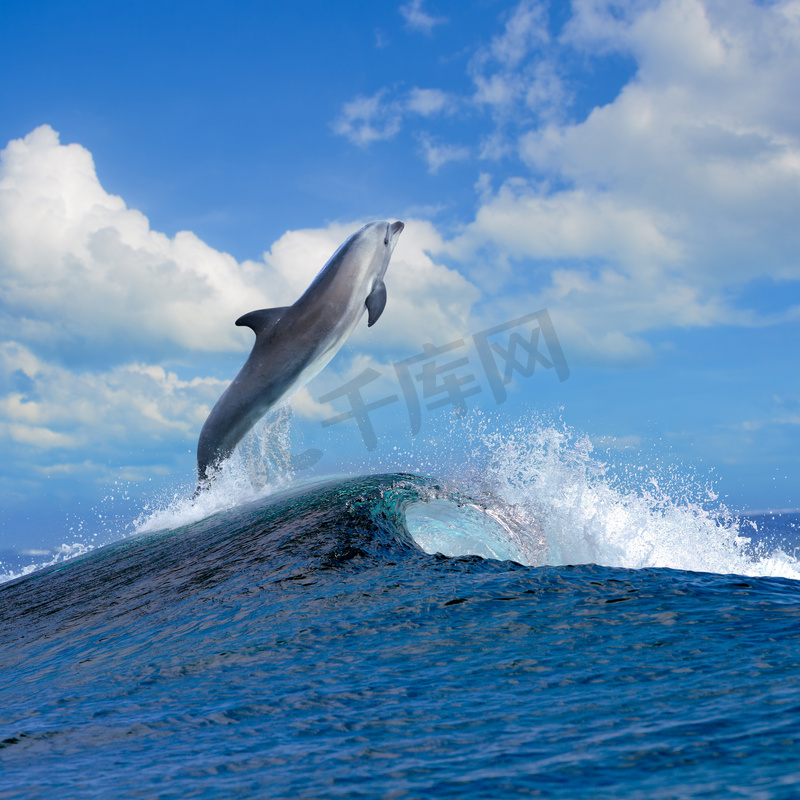 夏天美丽的海景和海豚跃出卷发波图片