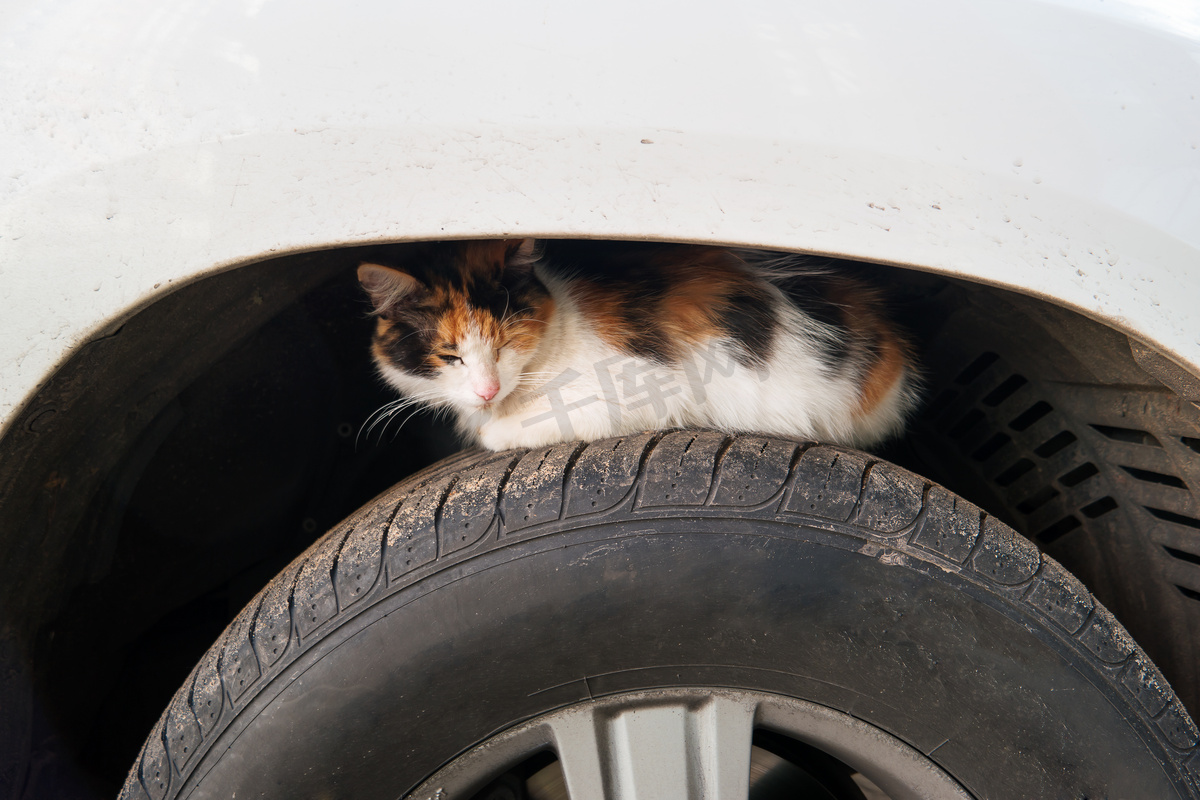 流浪猫晒在车轮上。无家可归的猫隐藏在车轮拱的车上.图片