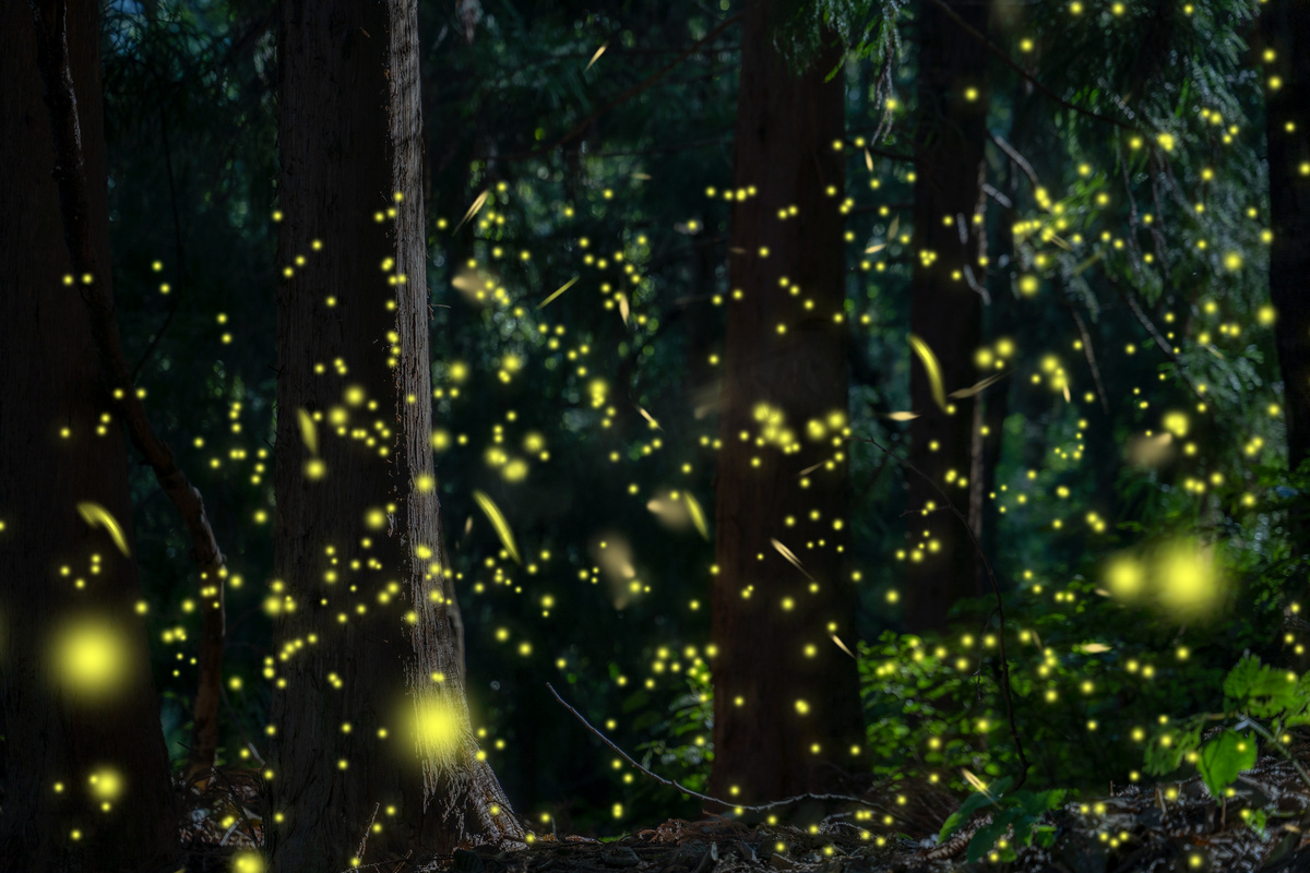 森林里闪闪发光的萤火虫摄影图配图图片