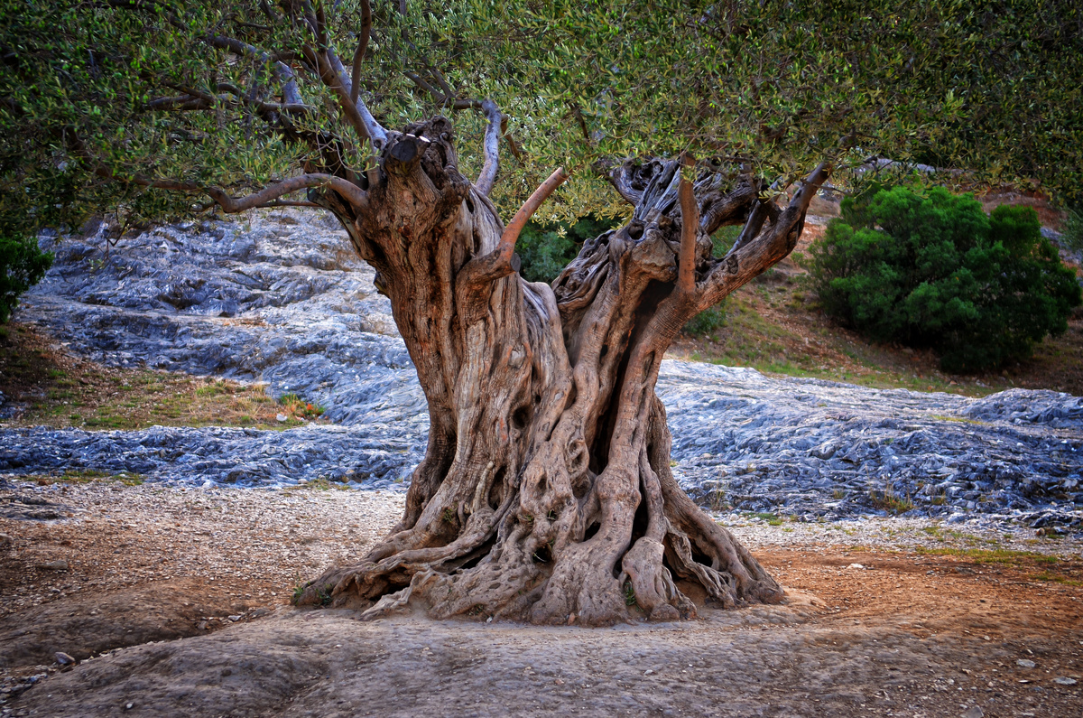 老橄榄树树干、 树根、 树枝图片