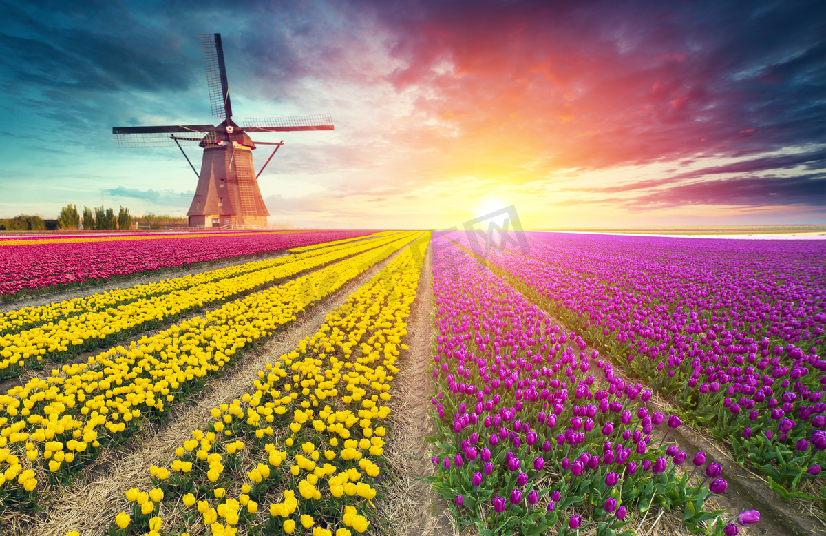 荷兰传统杜奇风景，有一个典型的风车和郁金香，荷兰乡村图片