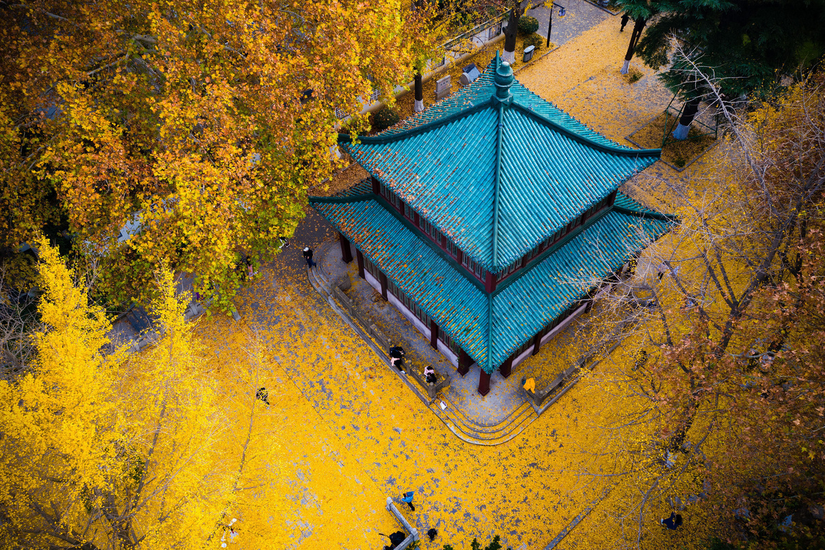 2018年12月1日, 中国东部江苏省南京市玄武湖风景区的地面上的金银杏叶鸟图.图片