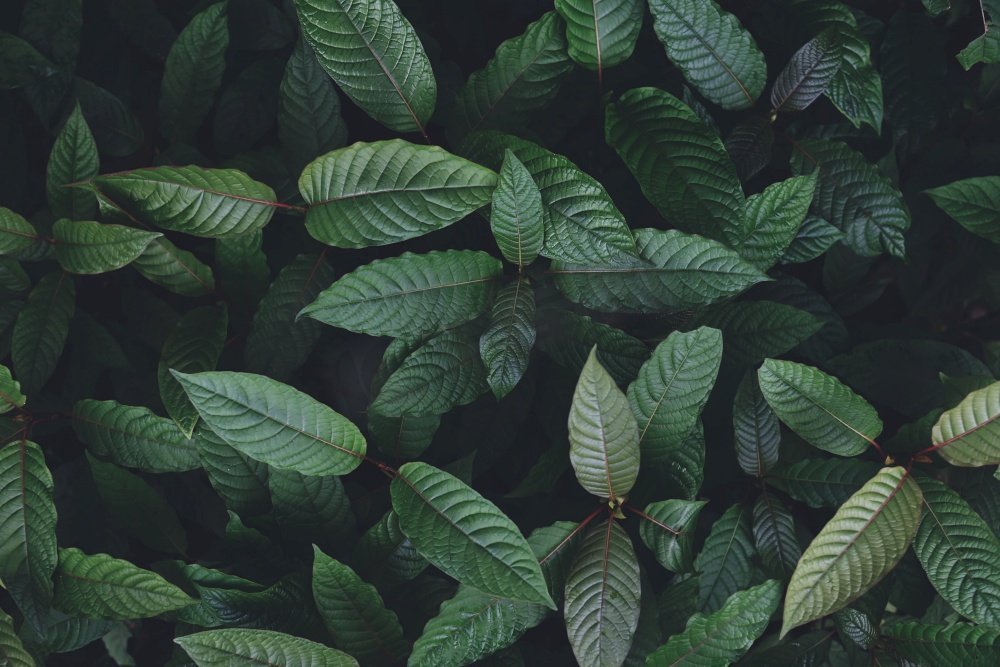 自然绿叶背景，kratom树生长在黑暗的植物树kratom叶子—Mitragyna speciosa korth药用植物图片