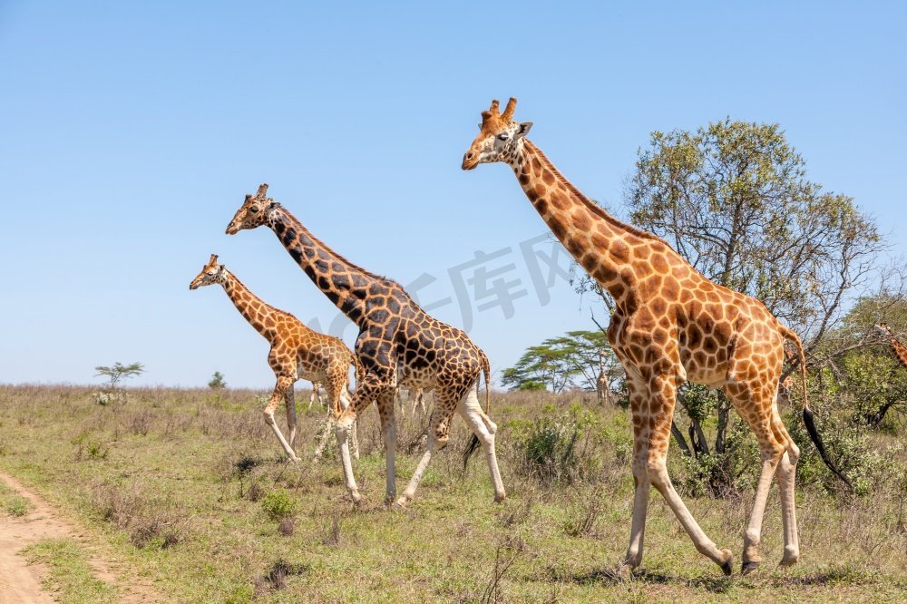 非洲肯尼亚大草原上的野生长颈鹿群。草原上的长颈鹿群图片