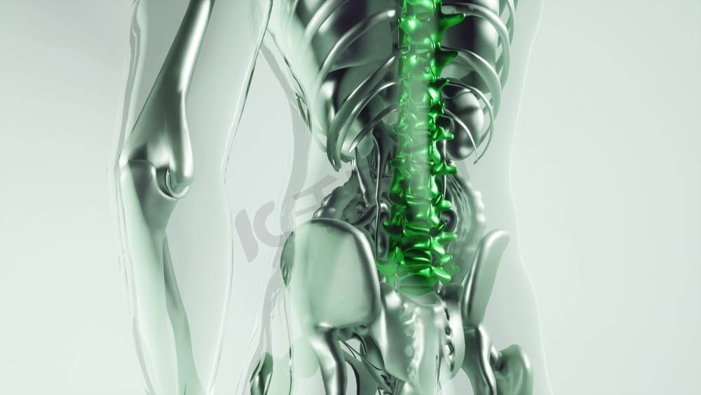 人体脊柱、骨骼和器官的医学模型。带脏器的人体脊柱骨骼模型图片