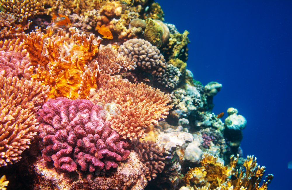 埃及红海的珊瑚礁。自然不寻常的背景。图片