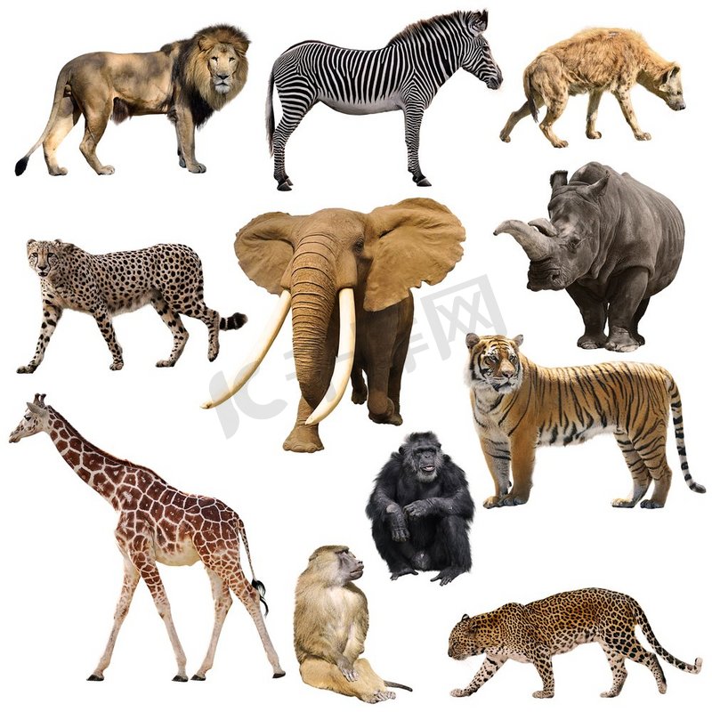 非洲动物设置孤立在白色背景图片